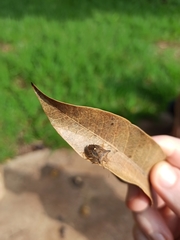 Heteroptera