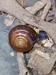 Macrochlamys hippocastaneum