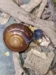 Macrochlamys hippocastaneum