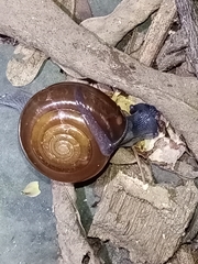 Macrochlamys hippocastaneum