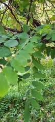 Robinia pseudoacacia