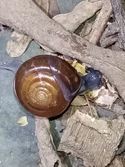 Macrochlamys hippocastaneum