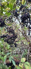 Sambucus nigra