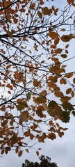Scandosorbus intermedia