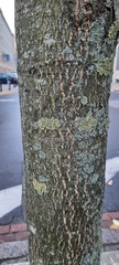 Scandosorbus intermedia