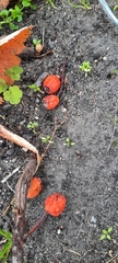 Scandosorbus intermedia