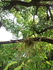 Tillandsia
