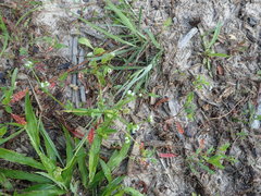 Valerianella radiata