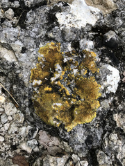 Variospora aurantia