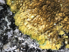 Variospora aurantia