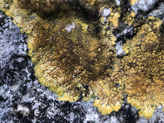 Variospora aurantia