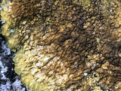 Variospora aurantia