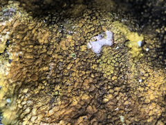 Variospora aurantia
