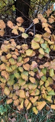 Tilia