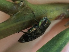 Diphucrania scabrosula