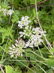 Mikania scandens image