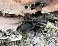 Gnaphosa lugubris