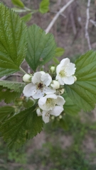 Crataegus mollis