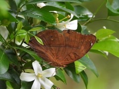 Doleschallia bisaltide