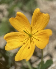 Kallstroemia peninsularis