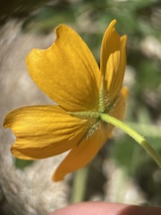 Kallstroemia peninsularis