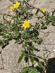 Kallstroemia peninsularis