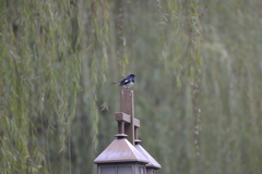 Copsychus saularis