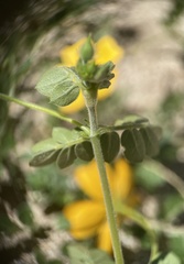 Kallstroemia peninsularis