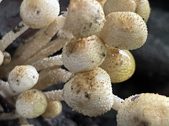 Xanthagaricus necopinatus