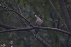 Streptopelia chinensis