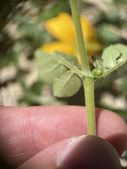 Kallstroemia peninsularis