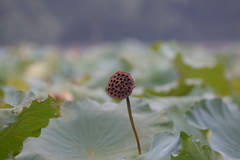 Nelumbo nucifera