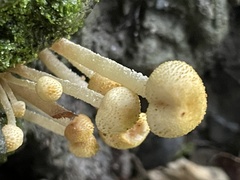 Xanthagaricus necopinatus