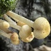 Xanthagaricus - Photo (c) balawu, some rights reserved (CC BY-NC), uploaded by balawu
