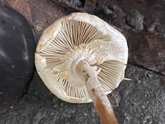Xanthagaricus necopinatus