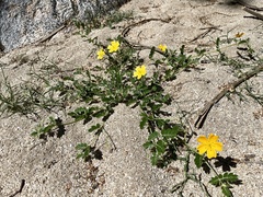 Kallstroemia peninsularis