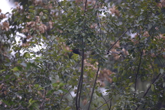 Urocissa erythroryncha