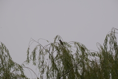 Pycnonotus sinensis