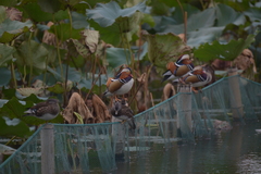 Aix galericulata