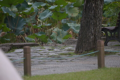 Passer montanus