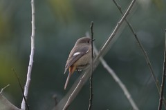 Phoenicurus auroreus