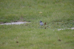 Motacilla alba