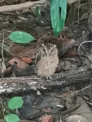 Otus lempiji