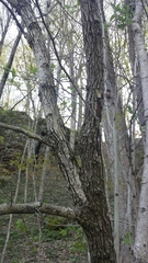 Crataegus mollis