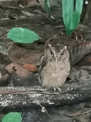 Otus lempiji