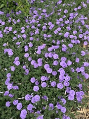 Convolvulus sabatius mauritanicus