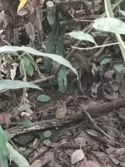 Otus lempiji