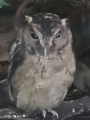 Otus lempiji