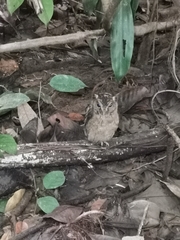 Otus lempiji