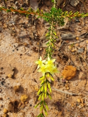 Calytrix flavescens